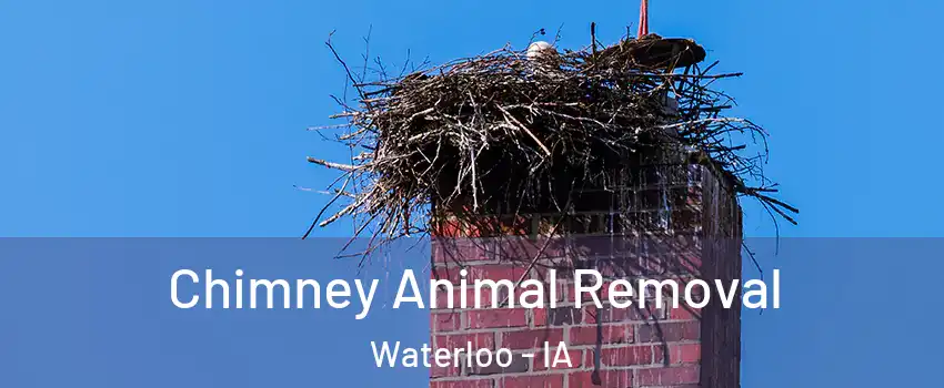  Chimney Animal Removal Waterloo - IA
