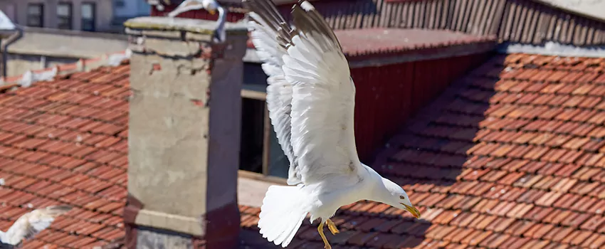 Residential Chimney Animal Removal Solution in Waterloo, IA